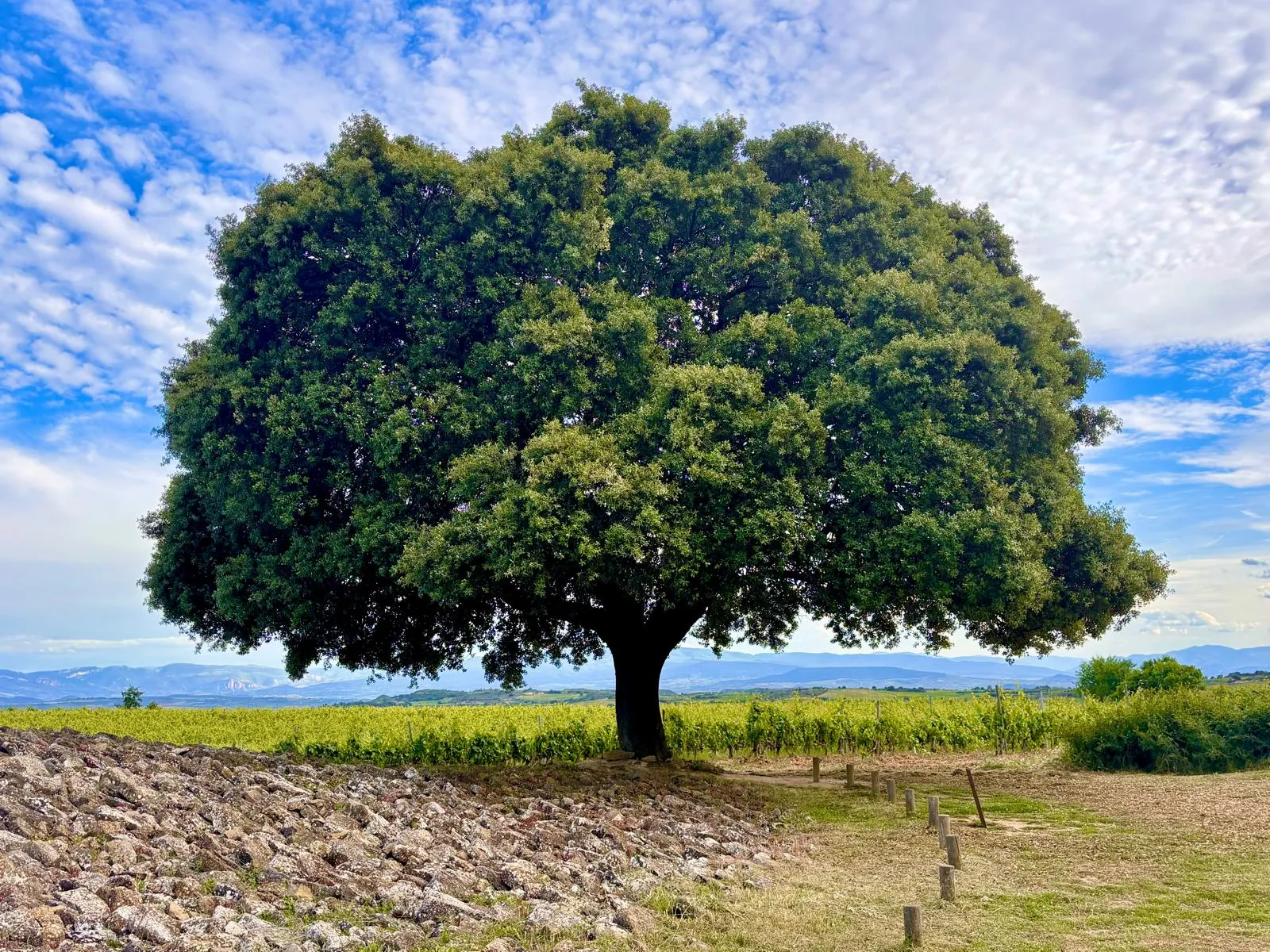 Großer Baum vor weiter Landschaft und blauem Himmel