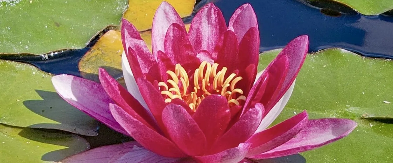 Rosafarbene Seerose zwischen grünen Blättern