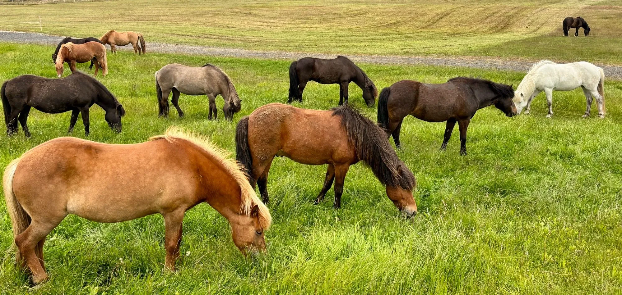 Eine Gruppe von Pferden grast gemeinsam auf einer Wiese