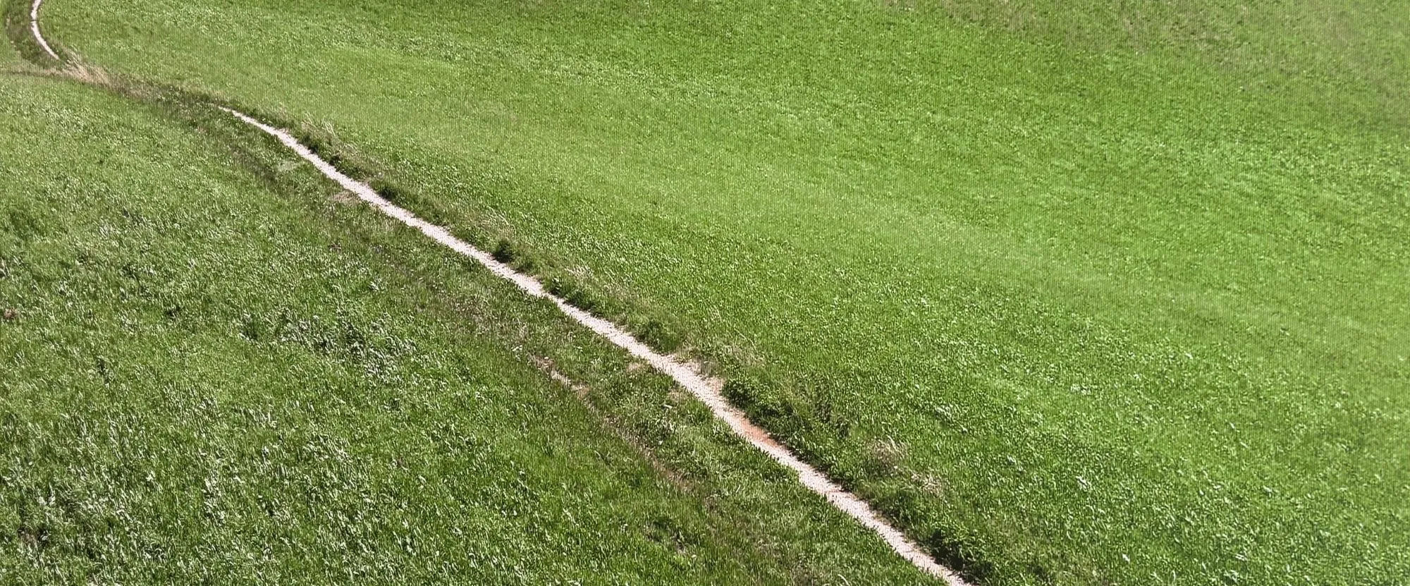 Ein schmaler Weg verläuft durch eine grüne Wiese